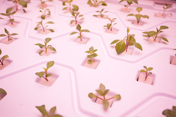 Hothouse with agricultural cultures and led lighting equipment