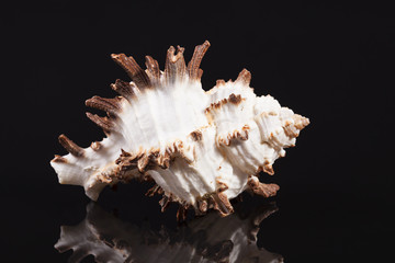Sea shell of predatory sea snail Chicoreus ramosus isolated on black background