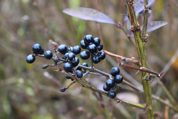 Black berries on the branches