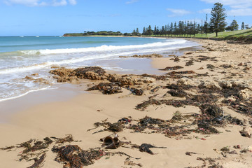 kelp and seaweed on a beach at low tide © Kim Britten