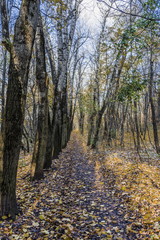 Park alley strewn with fallen leaves