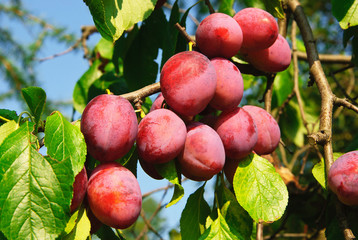 Ripe plums on the tree
