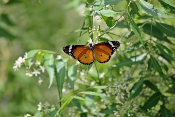 butterfly sucking nector