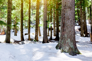 snow larch forest with sunlight and shadows Beautiful green pine trees