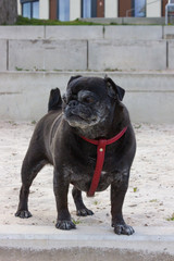 black pug in german mops named adelheid