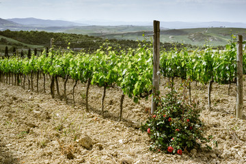 Fototapeta na wymiar Vineyard in a sunny afternoon in Italy
