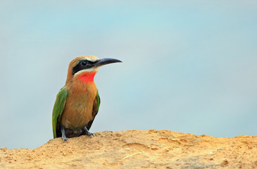 white fronted bee eater perched on a sandbank with a natural empty background