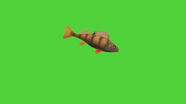 fish river floats, green screen