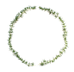 ローズマリーの葉の飾り罫