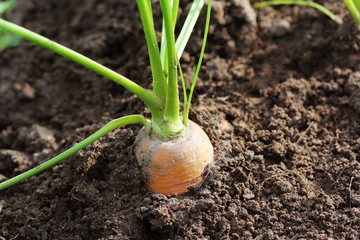 Healthy eating consept. Carrot growing in vegetable garden