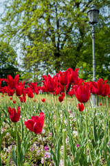 Obraz premium Bunch of red tulips in park, spring time