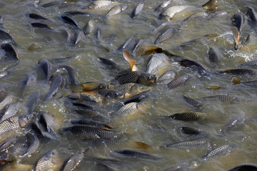 Many of the fish pond