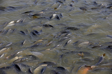 Many of the fish pond