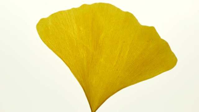 Dance of wave ginkgo leaf on a white light background