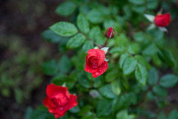 Beautiful red roses on rainy day with raindrops on petals