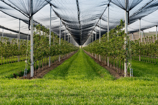 Orchard protected with anti hail net