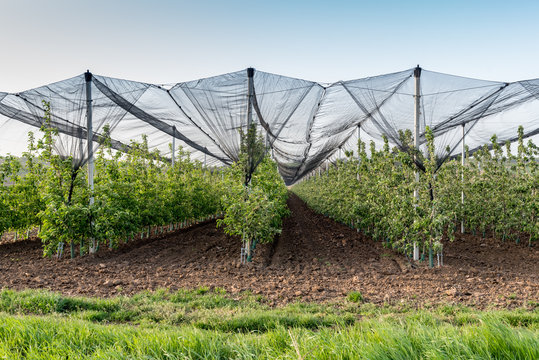 Orchard protected with anti hail net