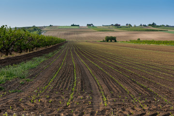 Fototapeta na wymiar Agriculture field, lanscape