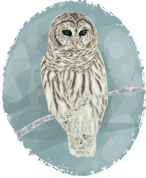 Owl hand drawn - Winter Card design