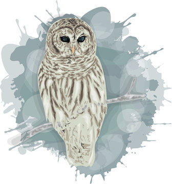 Owl hand drawn - Winter Card design