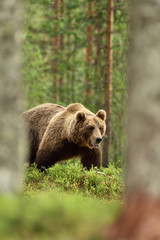 Big male brown bear walking in forest