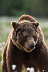 Big male bear face with scars