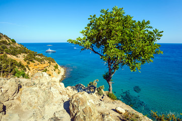 Obraz premium Tree against the sea, Akamas peninsula, Cyprus