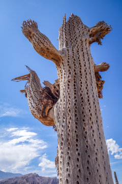 Dry giant cactus in the desert, Argentina