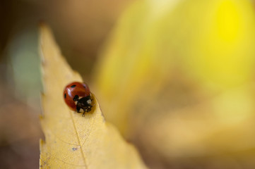 selective focus red ladybug climbing a yellow leaf with amazing blured background and a beam of sun light