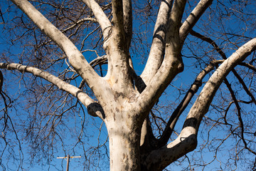 Fototapeta na wymiar Tree agaisnt the sky