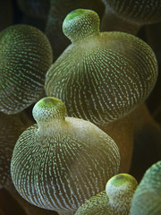 Obraz premium Bulb tentacle of a sea anemone, Blasenanemone (Entacmaea Quadricolor)