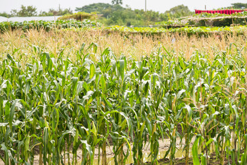 Yellow corn cob in green leaves on a farm field.Thailand.