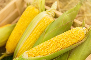 Yellow sweet corn cob in wooden box at a farm field.Thailand.