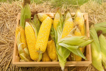 Yellow sweet corn cob in wooden box at a farm field.Thailand.
