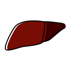 liver human organ icon vector illustration graphic design
