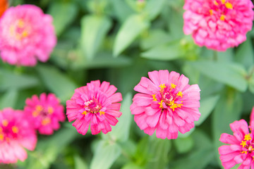 Obraz premium Zinnia flowers in bright green field.Thailand.