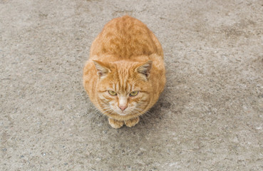 A red cat is sitting on the ground and looking.