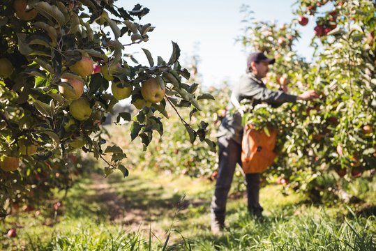 Farmer collecting apples in apple orchard