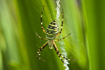 Obraz premium Spider in stripes on the net