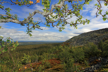 branch, Sweden, Fulufjellet, national park, Njupeskar