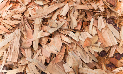 cut pine tree inside an Italian forest. Cross section of a young pine tree