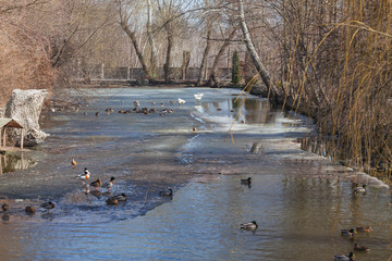 Wild ducks on the water.