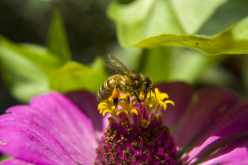 Bee in pink zinnia flower - closeup