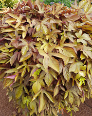 Suesskartoffel, Ipomoea batatas