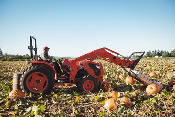Farmer driving farm tractor in pumpkin field