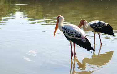 Painted storks feed in shallow wetlands.