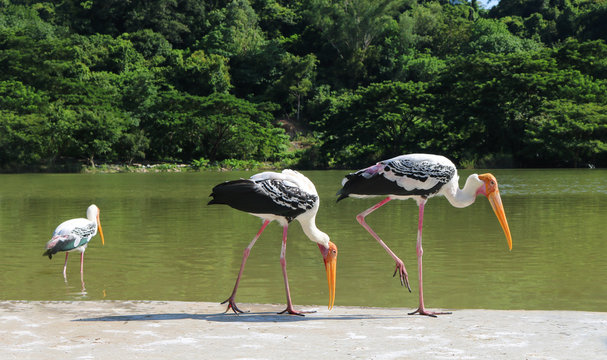 Painted storks feed in shallow wetlands.