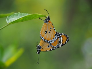 Beautiful butterfly Reproduction on the leaf, blurred background and space for text or symbol with...
