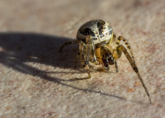 spider macro