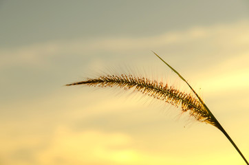 Close-up of grass flower on morning in the garden.